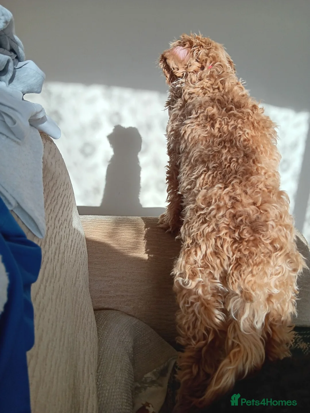 Cockapoo dogs for sale: Beautiful but vocal 1 year old cockapoo in Louth - Advert 3
