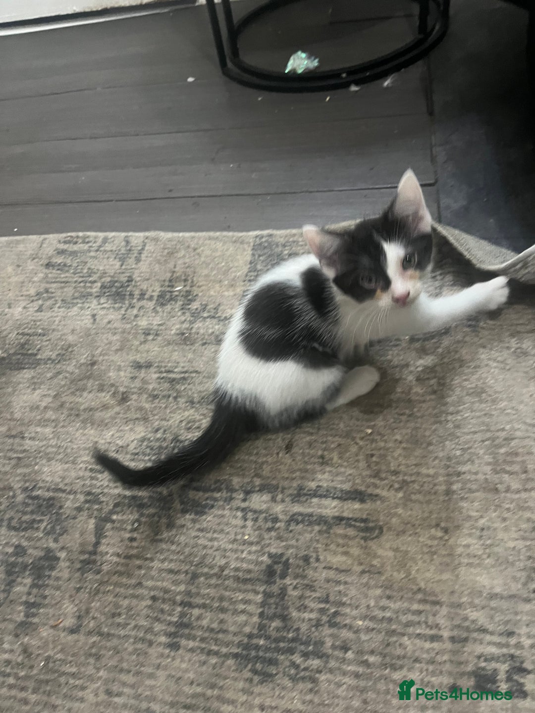 Scottish Fold cats for sale: Scottish fold X kittens for sale  - Image 16