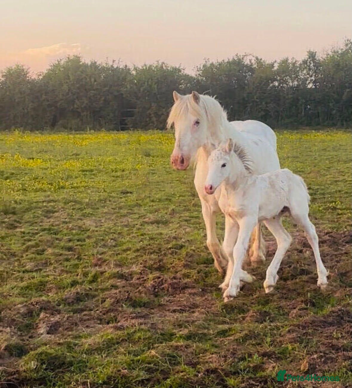 Irish Cob horses Beautiful blagdon mare and filly at foot - Advert 18