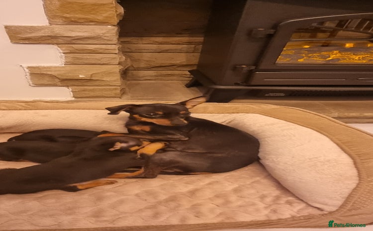 Miniature Pinscher dogs - Advert 1