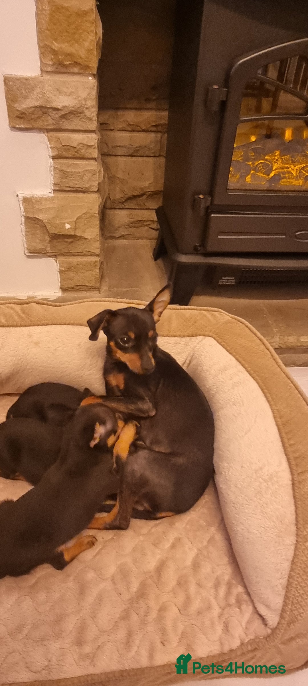 Miniature Pinscher dogs for sale: Pinscher miniatures  - Image 1