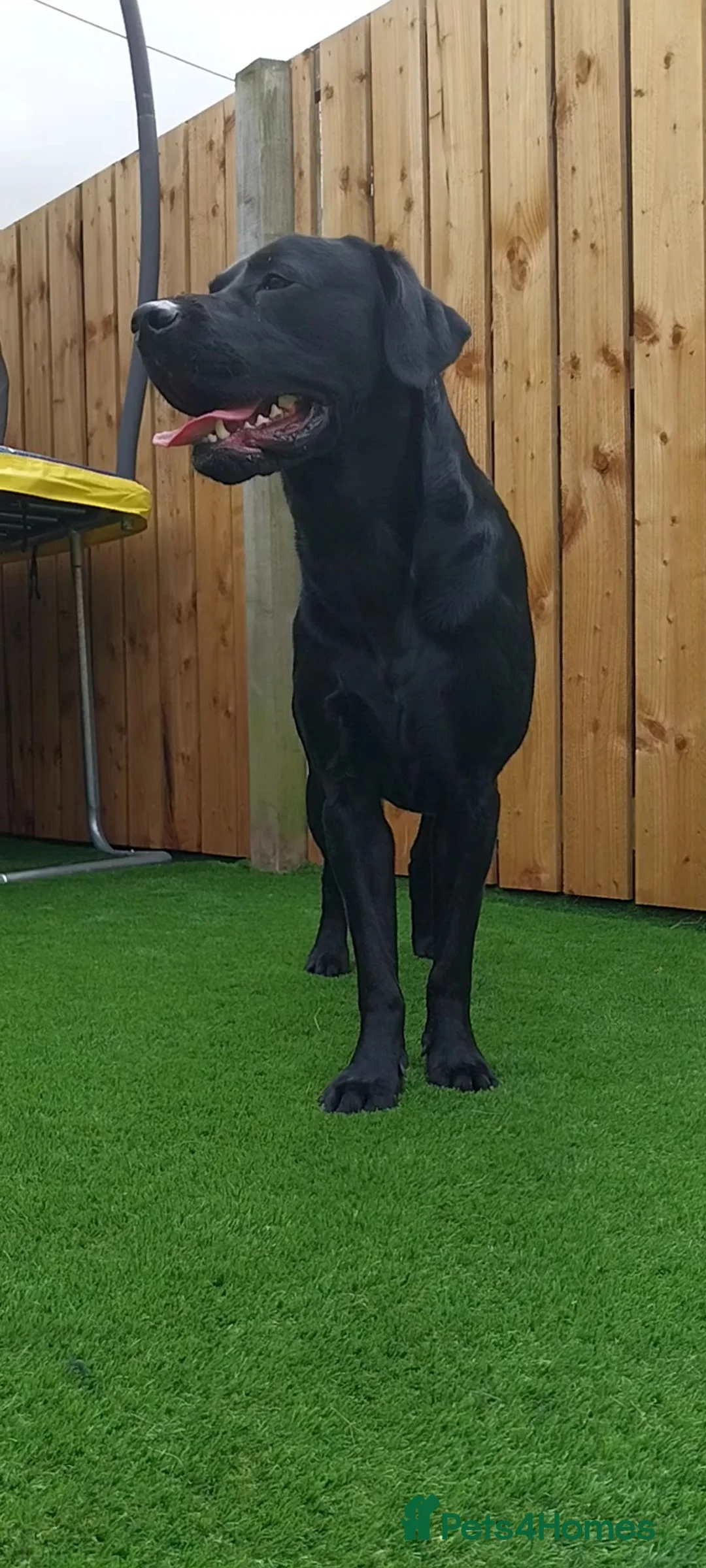 Labrador Retriever dogs for stud: PROVEN Fully health tested, KC Labrador for stud - Advert 9