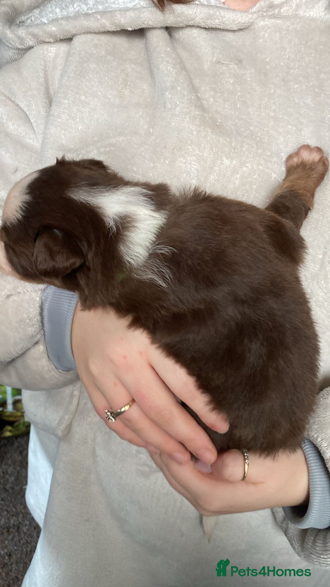 Border Collie dogs for sale: BorderCollie Pups: unique chocolate tri rough coat - Advert 12
