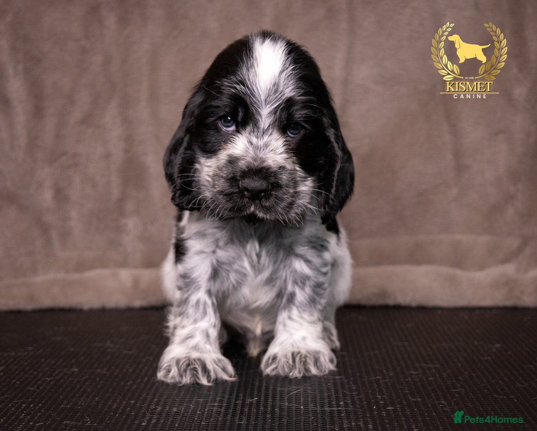 Cocker Spaniel dogs for sale: BEAUTIFUL SHOW TYPE BLUE ROANS - Image 6
