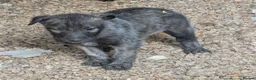 Caucasian Shepherd Dog dogs for sale: Caucasian/Wolfhound  - Advert 7
