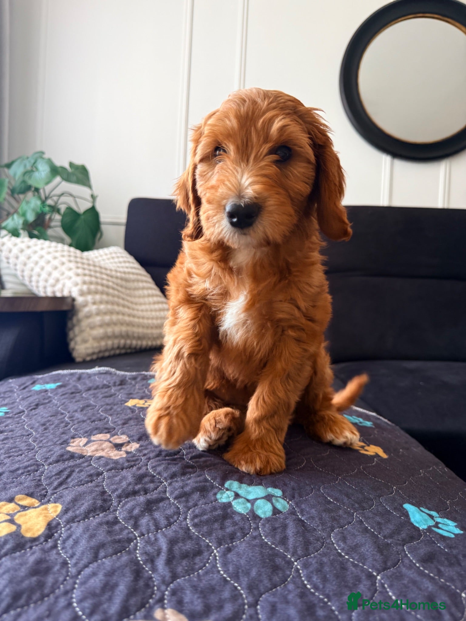 Australian Labradoodle dogs for sale: READY TO GO Australian Labradoodle x Cockapoo Pupp - Advert 1