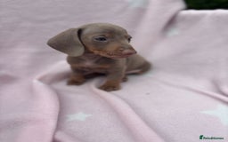Dachshund dogs for sale: Beautiful dachshund looking for there forever home - Image 8