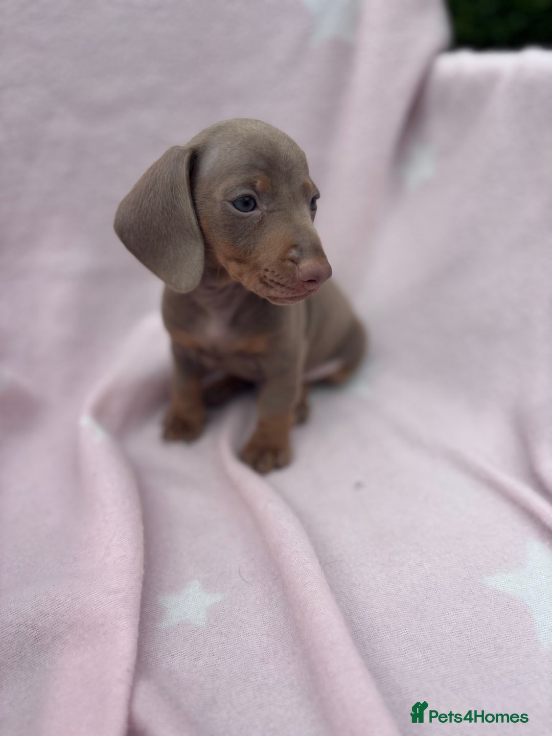 Dachshund dogs for sale: Beautiful dachshund looking for there forever home - Image 8