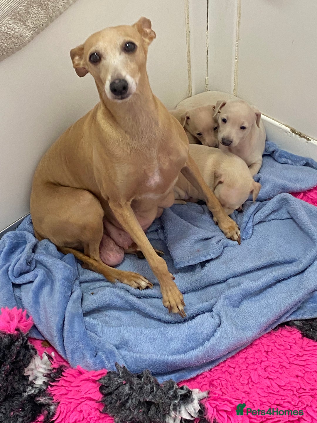 Italian Greyhound dogs for sale:  Italian Greyhound Puppies – Ready 6th October ✨ - Image 9
