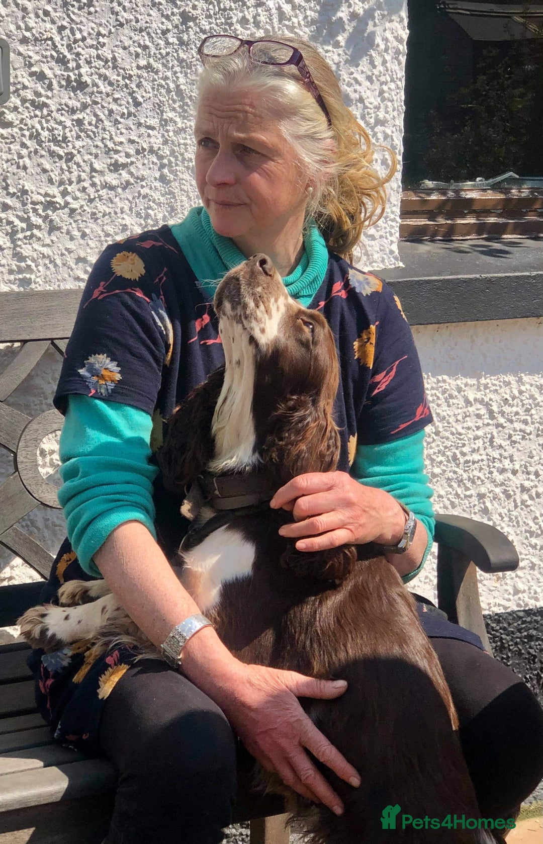 Sproodle dogs for sale: The apple of my eye - Image 15
