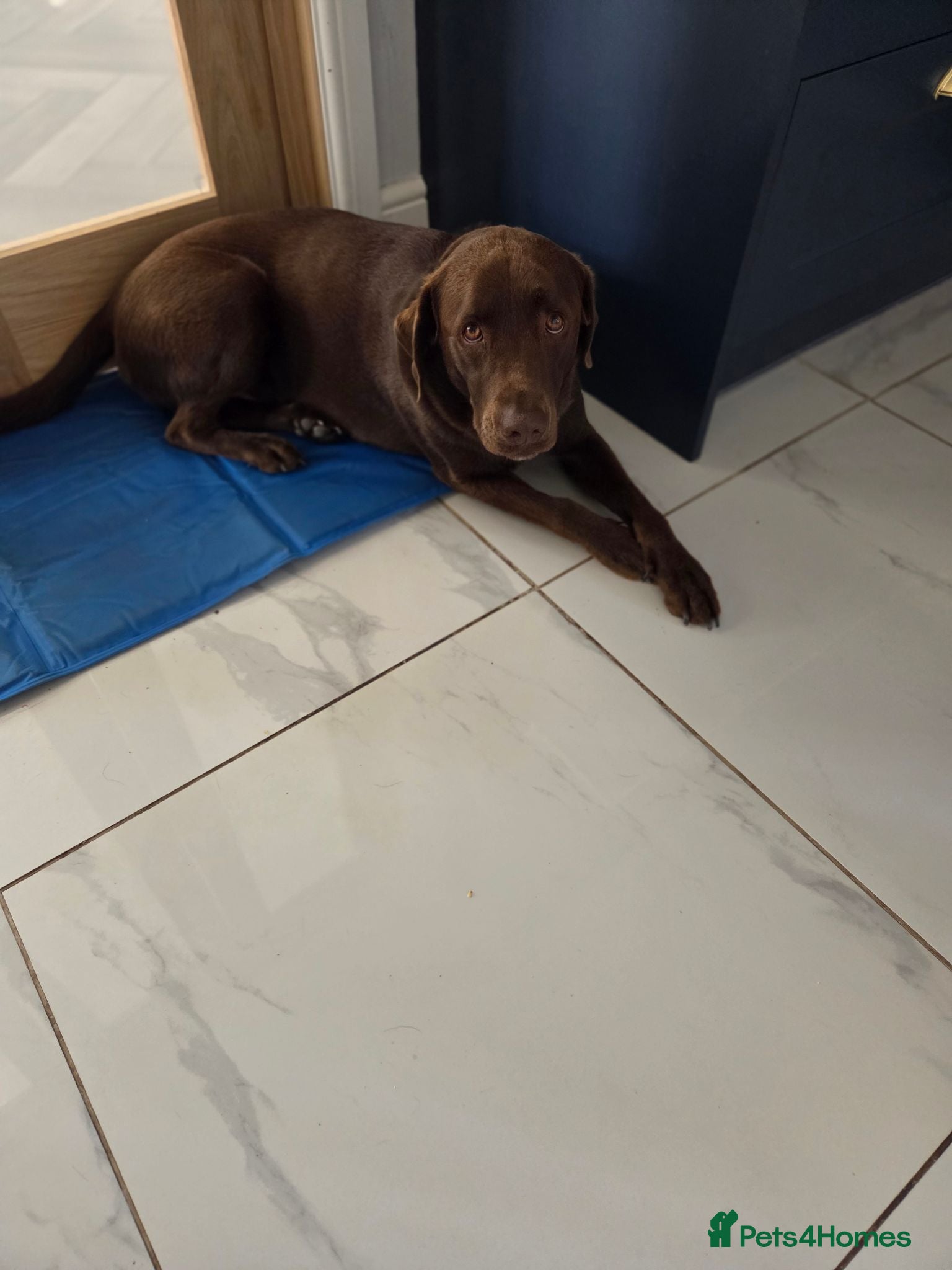 Labrador Retriever dogs Male labrador  - Advert 1