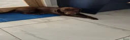Labrador Retriever dogs for sale: Male labrador  - Advert 1