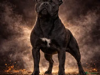 Staffordshire Bull Terrier dogs 🇬🇧 OX BULLZ! HERCULES, BLUE HEALTH TESTED STUD - Advert 4