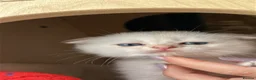 Scottish Fold cats for sale: Four Little Snowflakes with Unreal Blue Eyes  - Advert 26