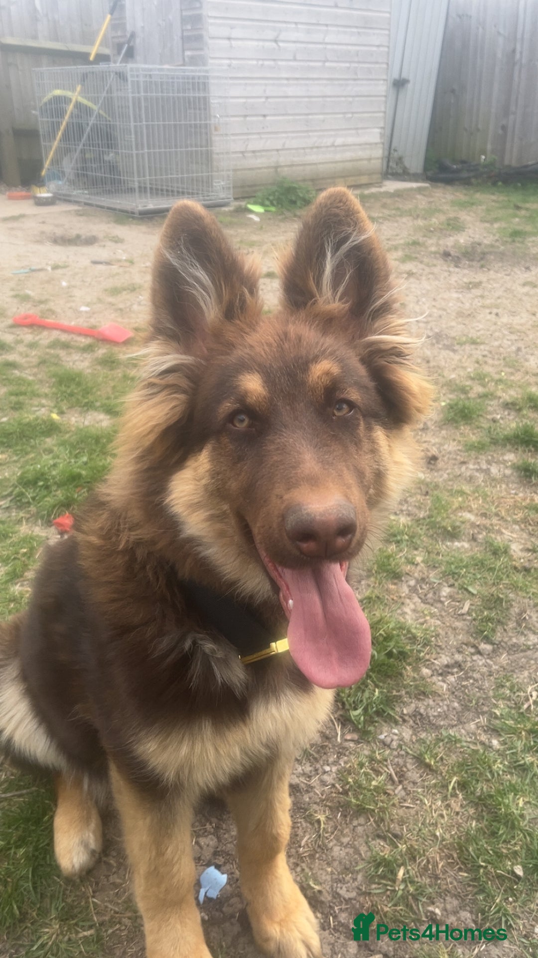 German Shepherd dogs for sale: German shepherd  - Advert 10