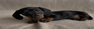 Miniature Dachshund 2