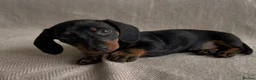 Miniature Dachshund dogs for sale: Miniature Dachshunds- 2 boys left!  - Advert 11