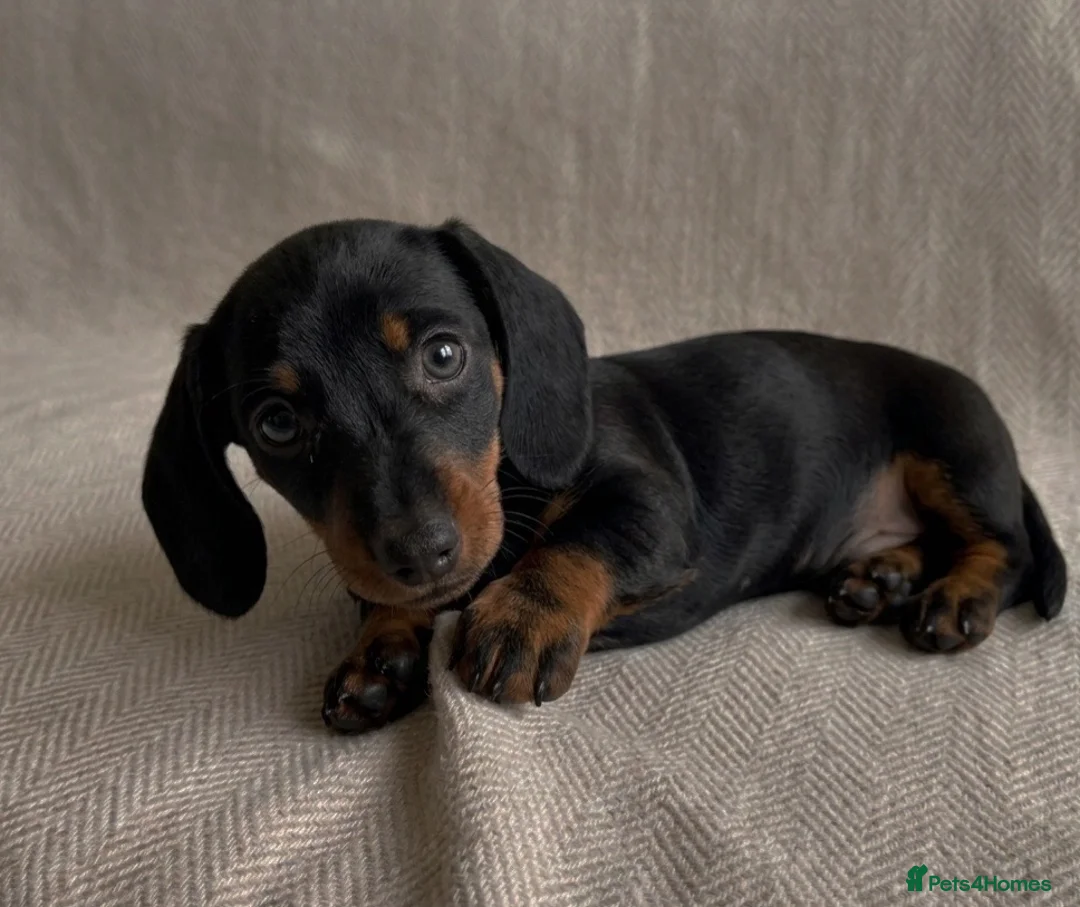 Miniature Dachshund dogs for sale: Miniature Dachshunds- 2 boys left!  - Advert 11