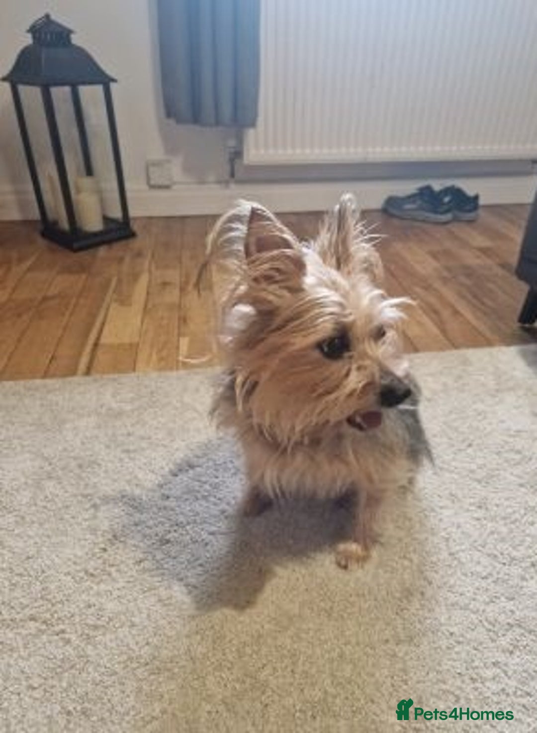 Yorkshire Terrier dogs for sale: Wonderful  Yorkshire terrier Girl - Advert 4