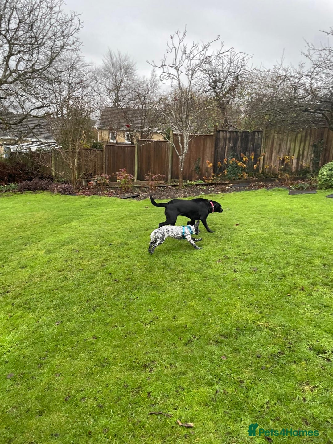 Cocker Spaniel dogs for sale: Gorgeous Cocker Spaniel Puppy - 6 months  - Advert 3