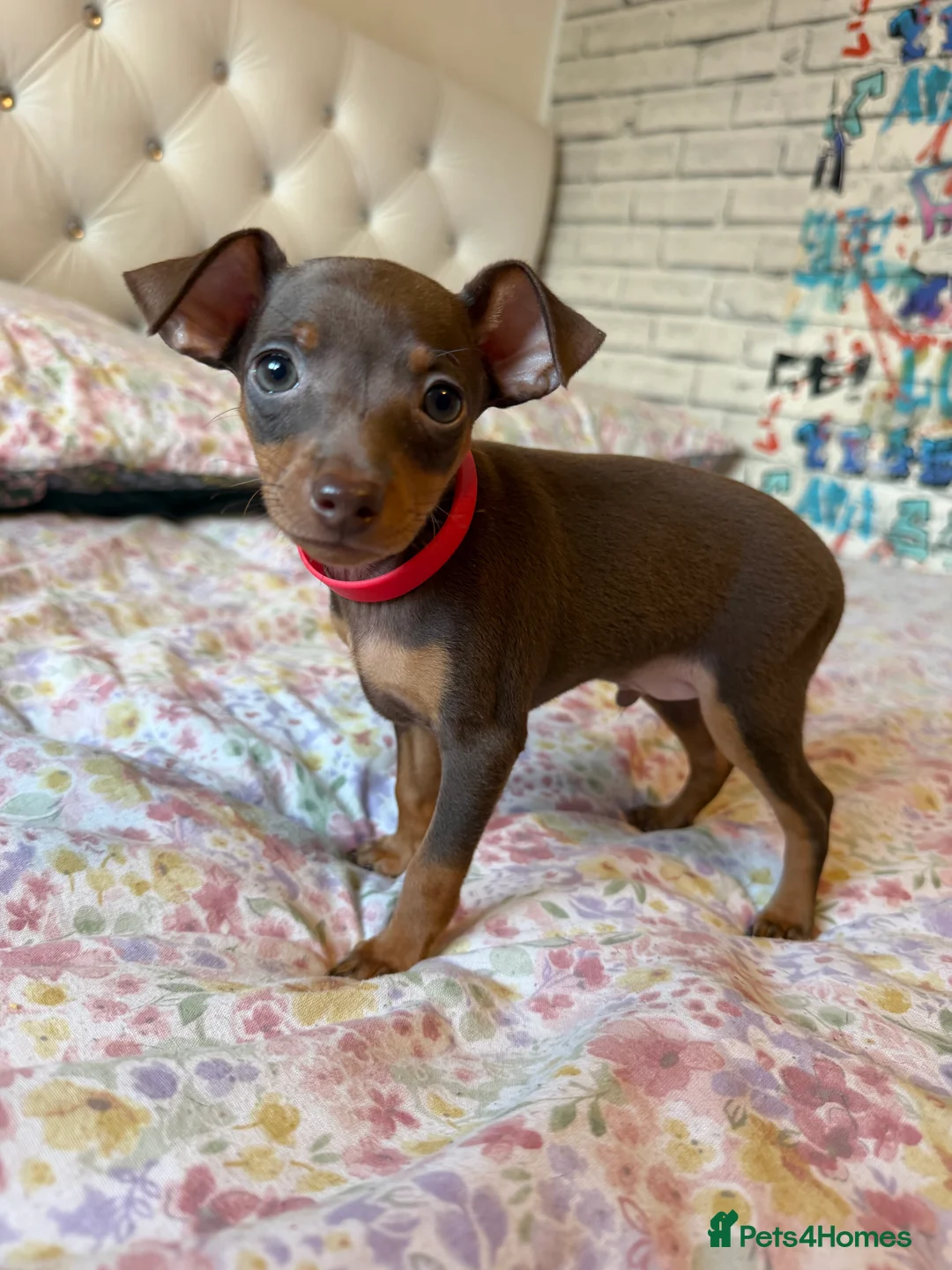Miniature Pinscher dogs for sale: Miniature pinscher  - Advert 4