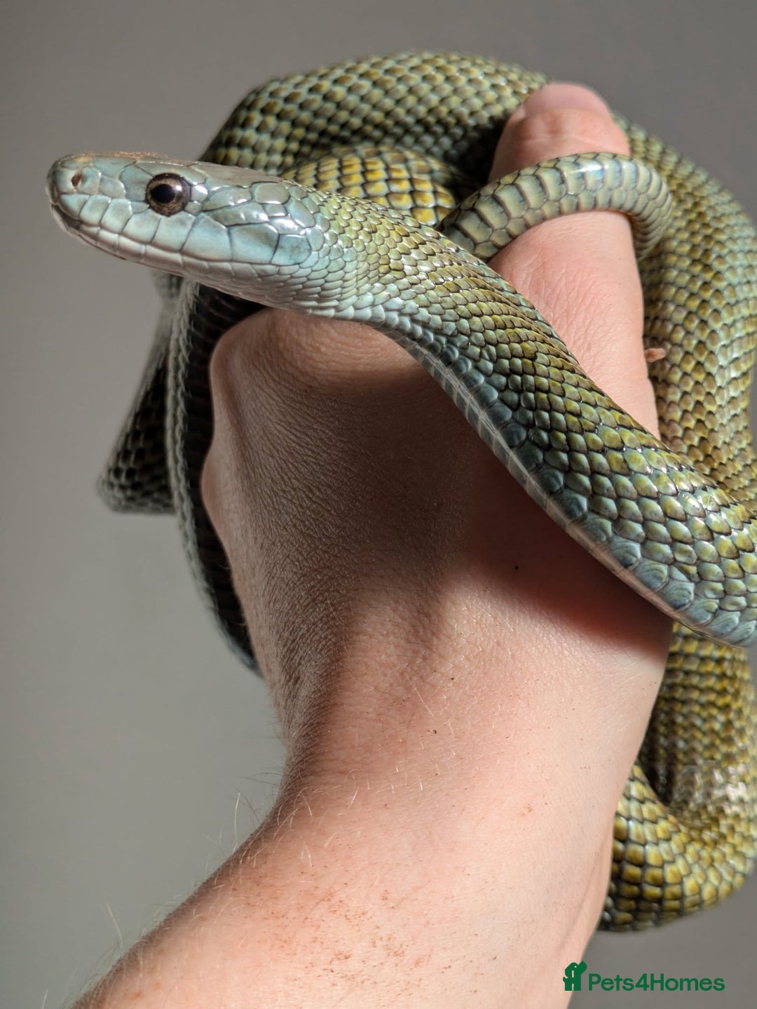 Rat Snake reptiles for sale: RARE baby captive bred japanese rat snake - Image 4