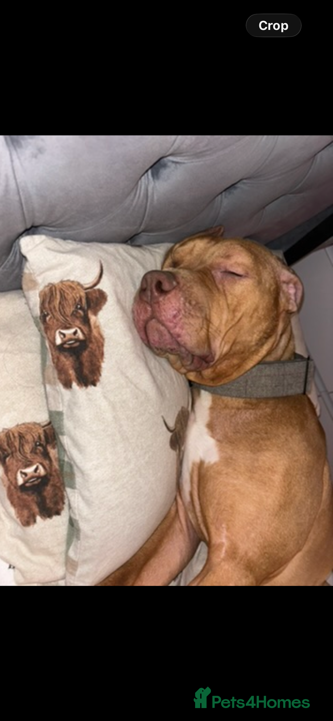 American Bull Staffy dogs for sale: Tyson is looking for a new home  - Advert 4