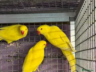 Parakeets birds Lutino Ringnecks - Advert 4
