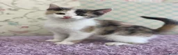 Mixed Breed cats for sale: Beautiful baby Kittens  - Advert 5