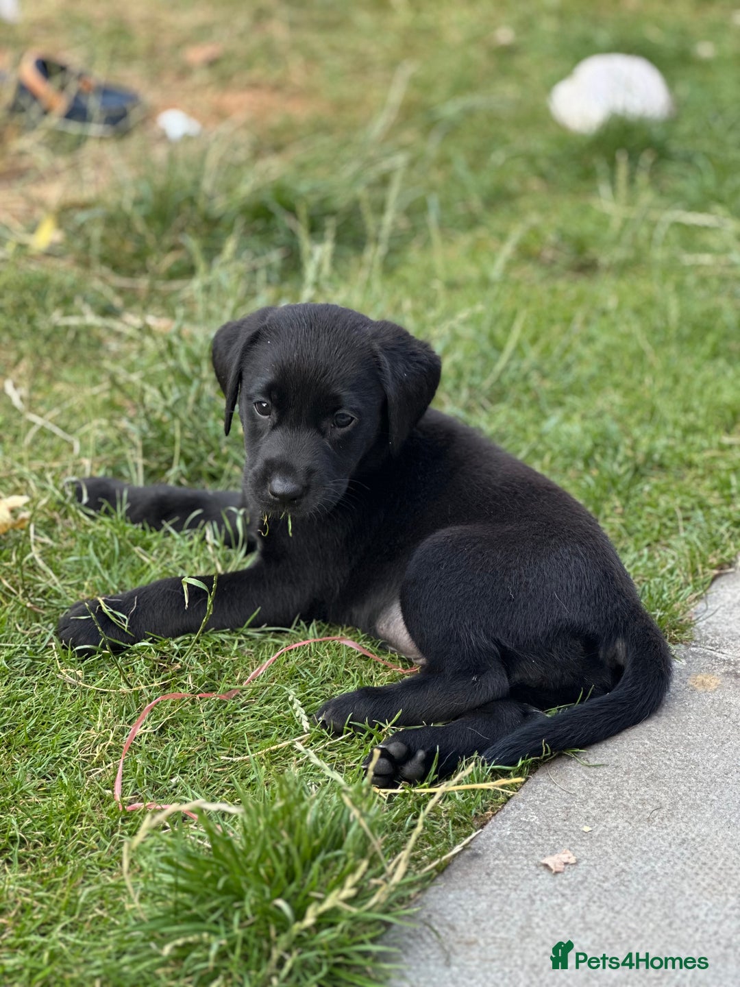 Labrador Retriever dogs for sale: 2 Beautiful female black lab READY TO LEAVE NOW!  in Tidworth - Image 19