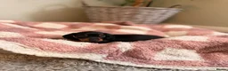 Miniature Dachshund dogs for sale: KC Miniature Smooth Dachshund Puppies - Advert 21