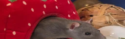 Rat rodents for sale: Lovley rats  in Bridgwater - Advert 6
