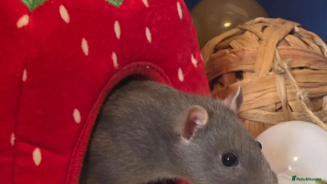 Rat rodents for sale: Lovley rats  in Bridgwater - Advert 6