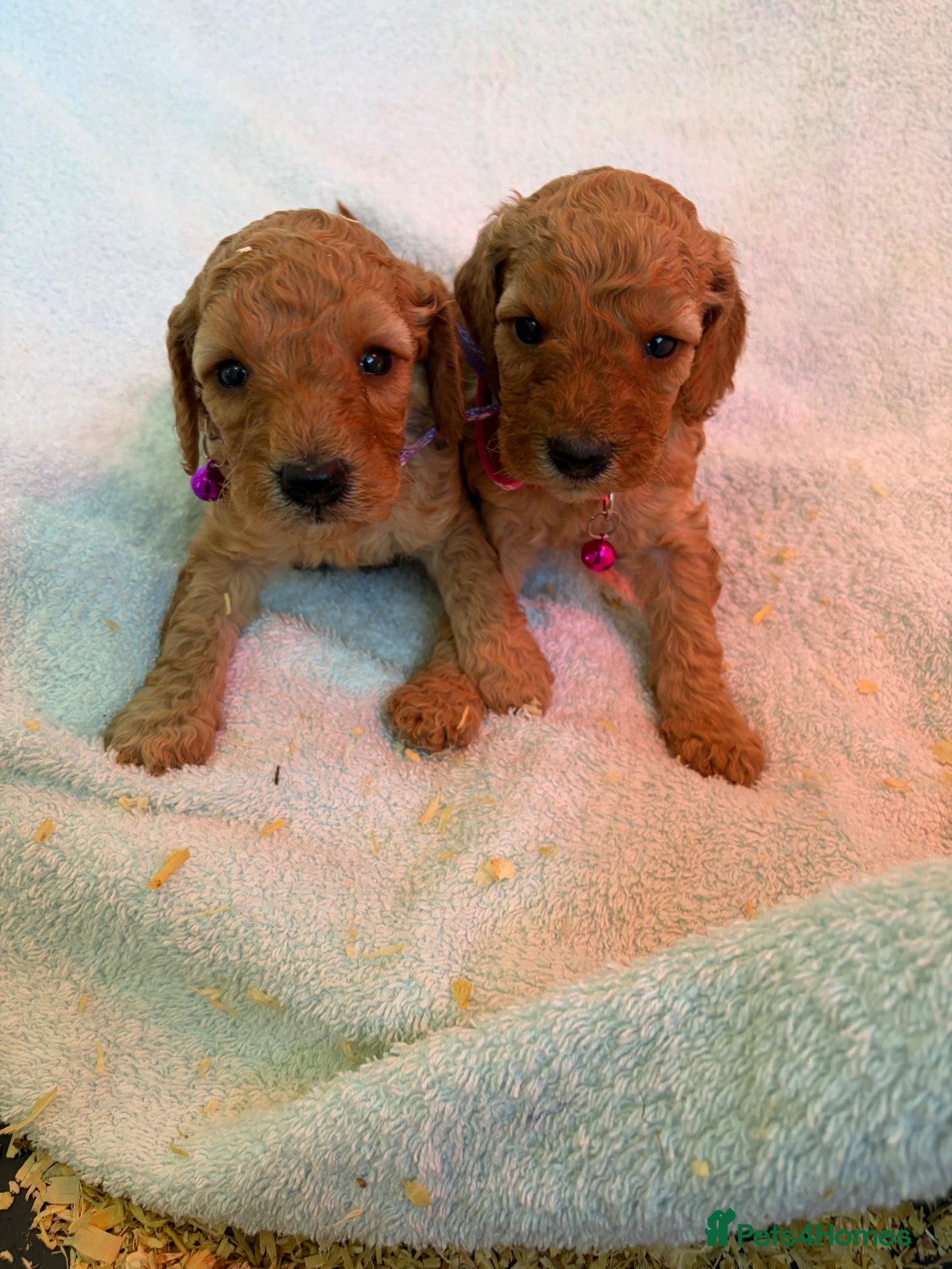 Cockapoo dogs Health tested 4 red very curly F1b cockapoo  - Advert 18