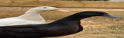 Ducks poultry for sale: X2 female ducks  in Coalville - Advert 3