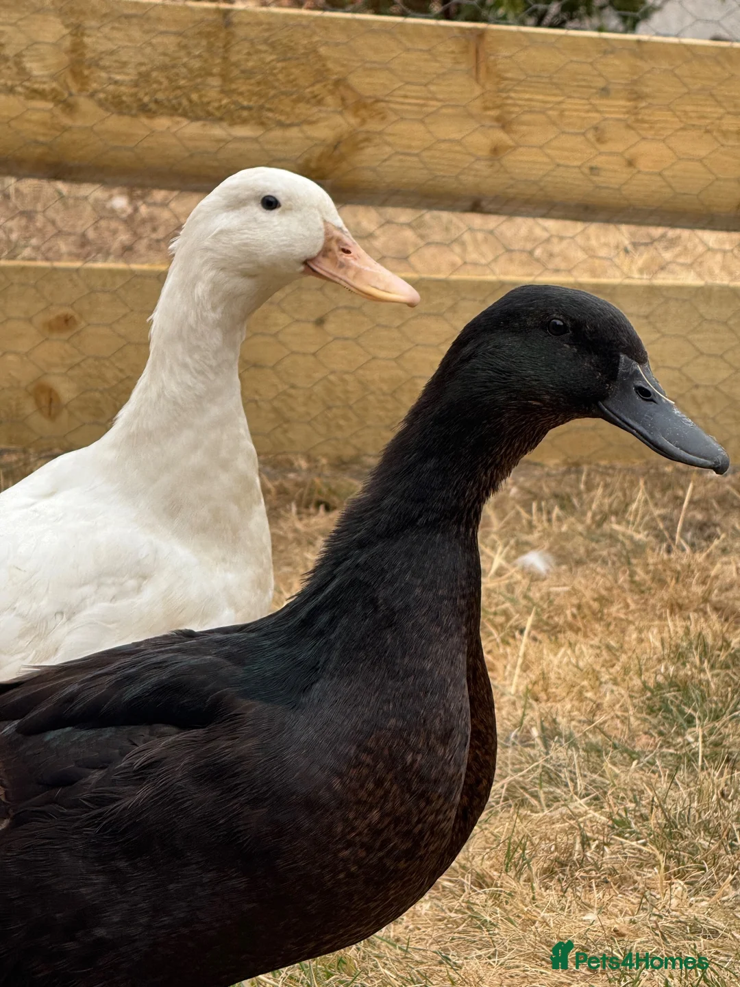 Ducks poultry for sale: X2 female ducks  in Coalville - Advert 3