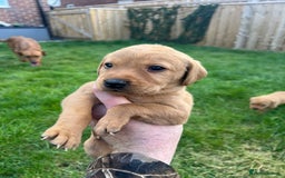 Labrador Retriever dogs for sale: Beautiful fox red Labrador pups 🐶  - Image 31