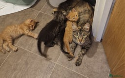 Mixed Breed cats for sale: Maine coon mixed kitchens - Image 22