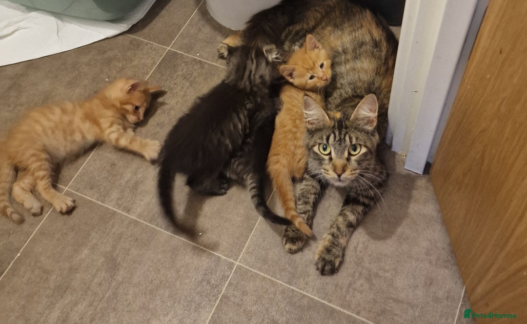 Mixed Breed cats for sale: Maine coon mixed kitchens - Image 22
