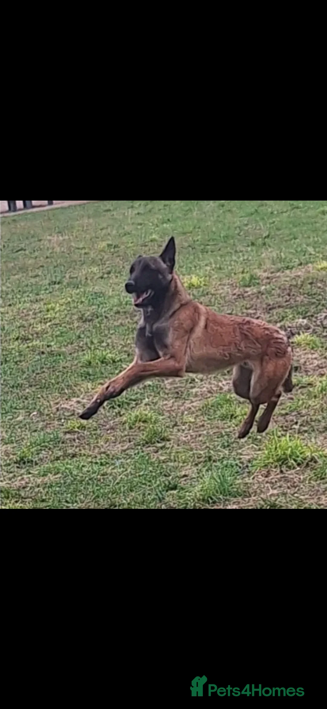 Mixed Breed dogs for sale: Belgian malinois x bull mastiff dog - Advert 5