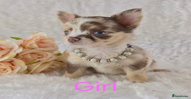 Chihuahua dogs - Advert 7