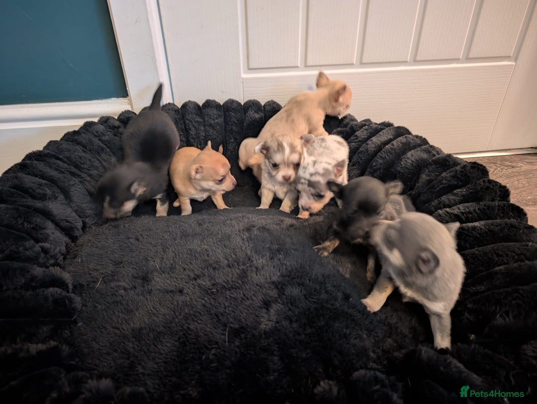 Chihuahua dogs for sale: GORGEOUS LONGHAIRED MERLE CHIHUAHUAS  - Advert 6