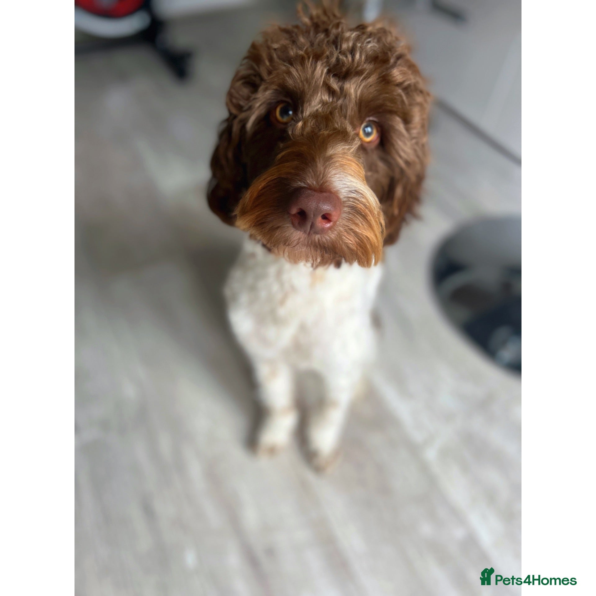 Cockapoo dogs Cooper the cockerpoo  - Advert 2