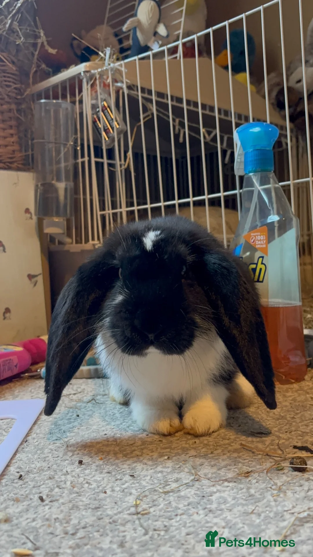 French Lop rabbits for sale: 2 male french lops  in Bridgnorth - Advert 3