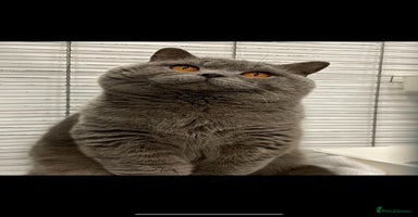 British Shorthair cats - Advert 2