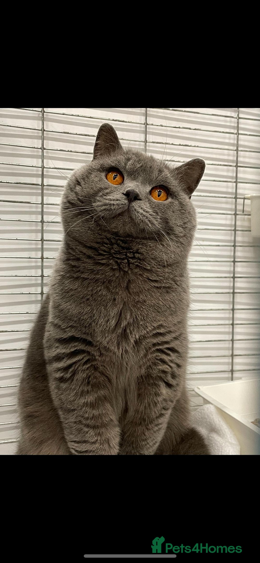 British Shorthair cats for stud: Blue n lilac copper eyed/ Quality PROVEN STUDS   - Image 2