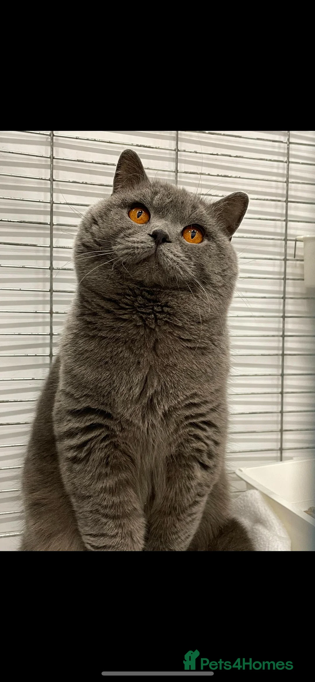 British Shorthair cats for stud: Blue n lilac copper eyed/ Quality PROVEN STUDS   - Advert 2
