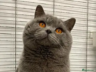 British Shorthair cats Blue n lilac copper eyed/ Quality PROVEN STUDS - Advert 17