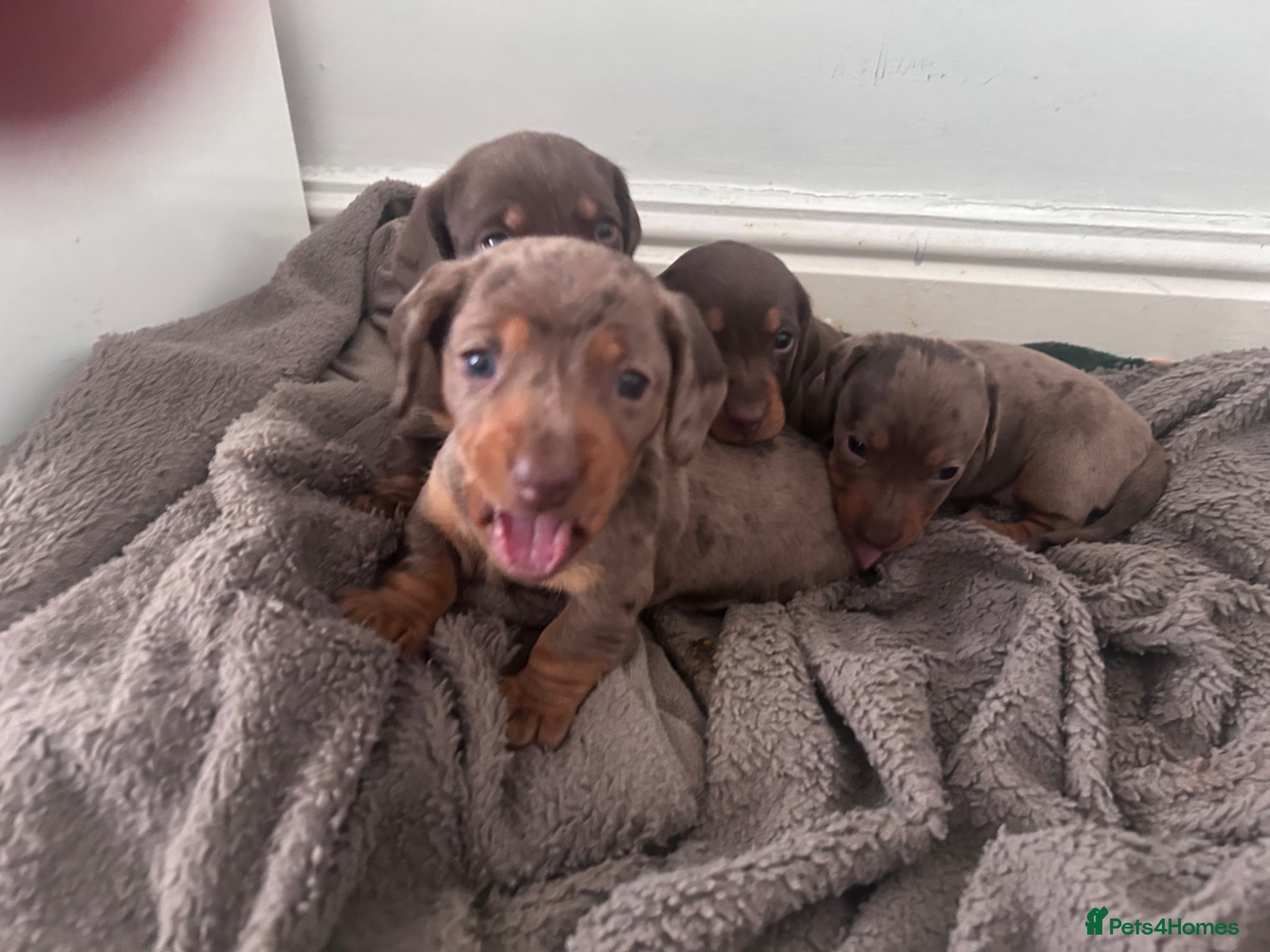 Miniature Dachshund dogs Dachshund puppies  - Advert 9