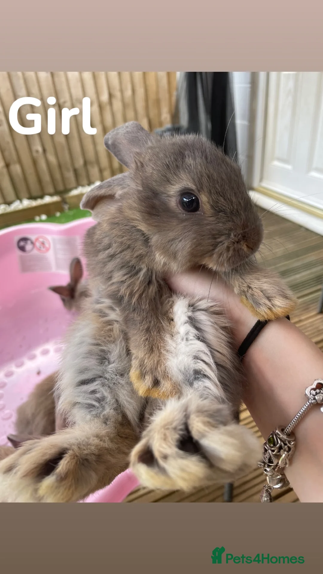 Mixed Breed rabbits for sale: 5 rabbits for sale (£50 each) in Witney - Advert 2